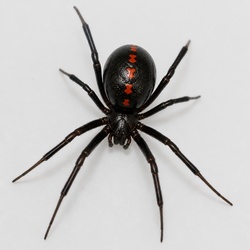 Northern Black Widow Identification Guide