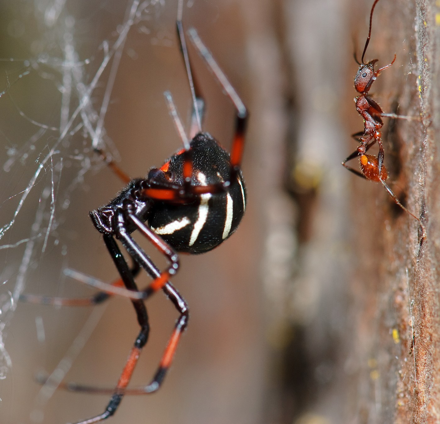 Northern Black Widow