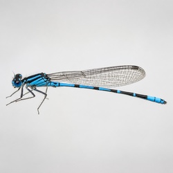 Northern Bluet Identification Guide