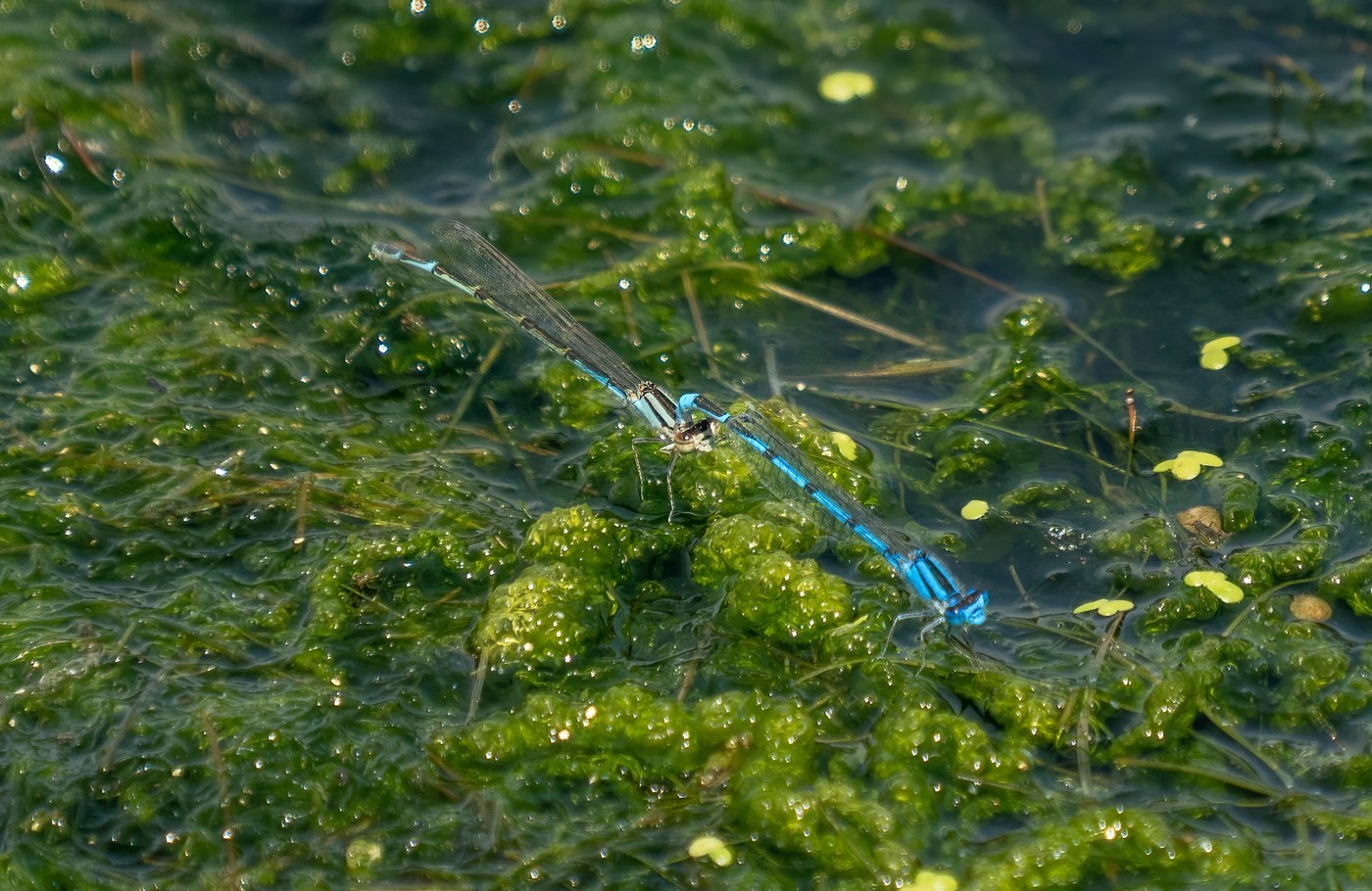 Northern Bluet