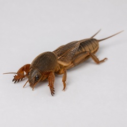 Northern Mole Cricket Identification Guide