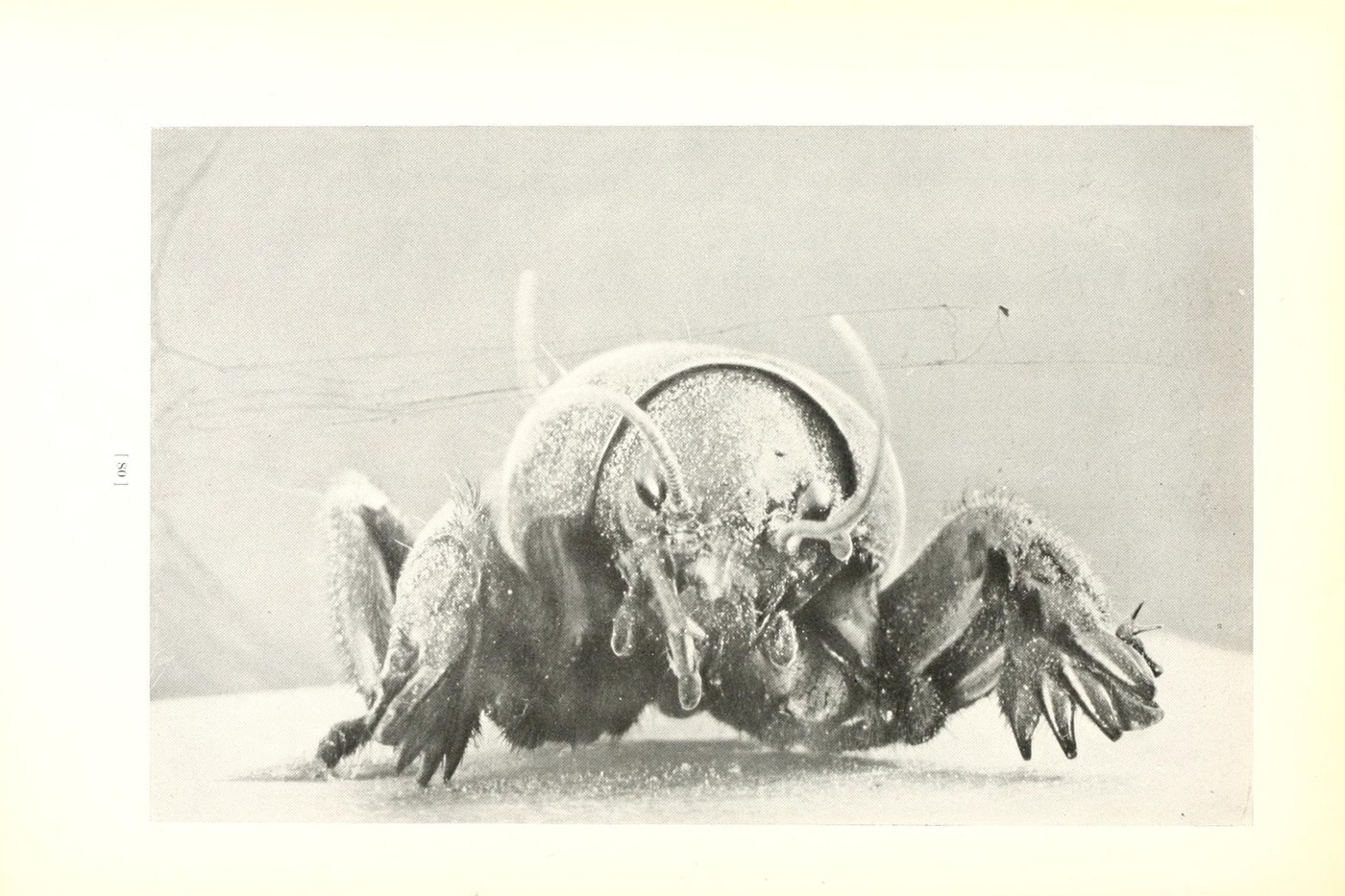Northern Mole Cricket