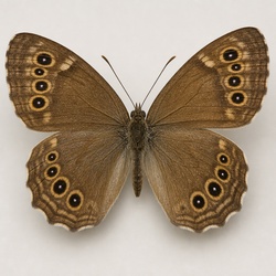 Northern Pearly-eye Identification Guide
