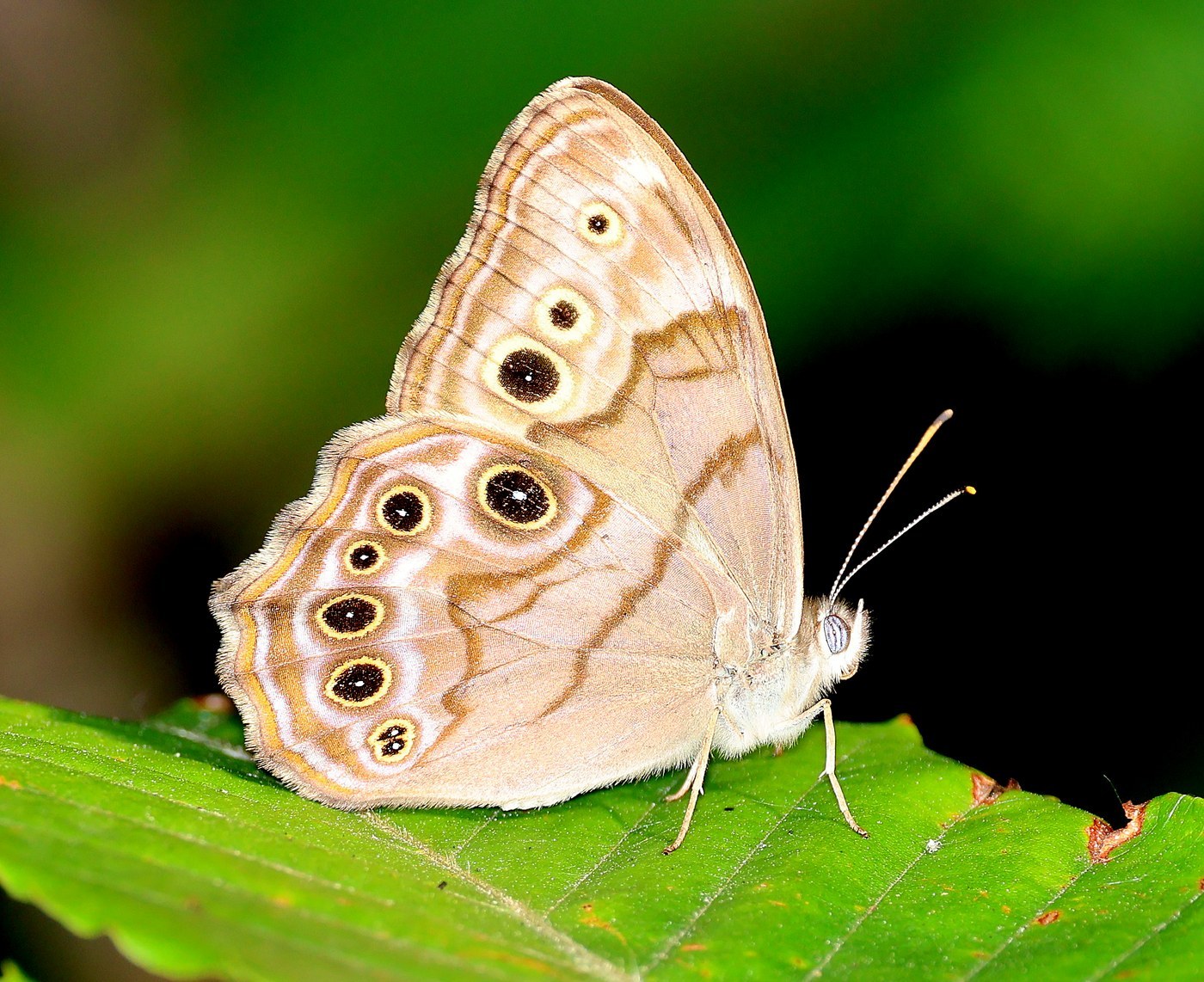 Northern Pearly-eye