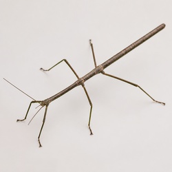 Northern Walkingstick Identification Guide