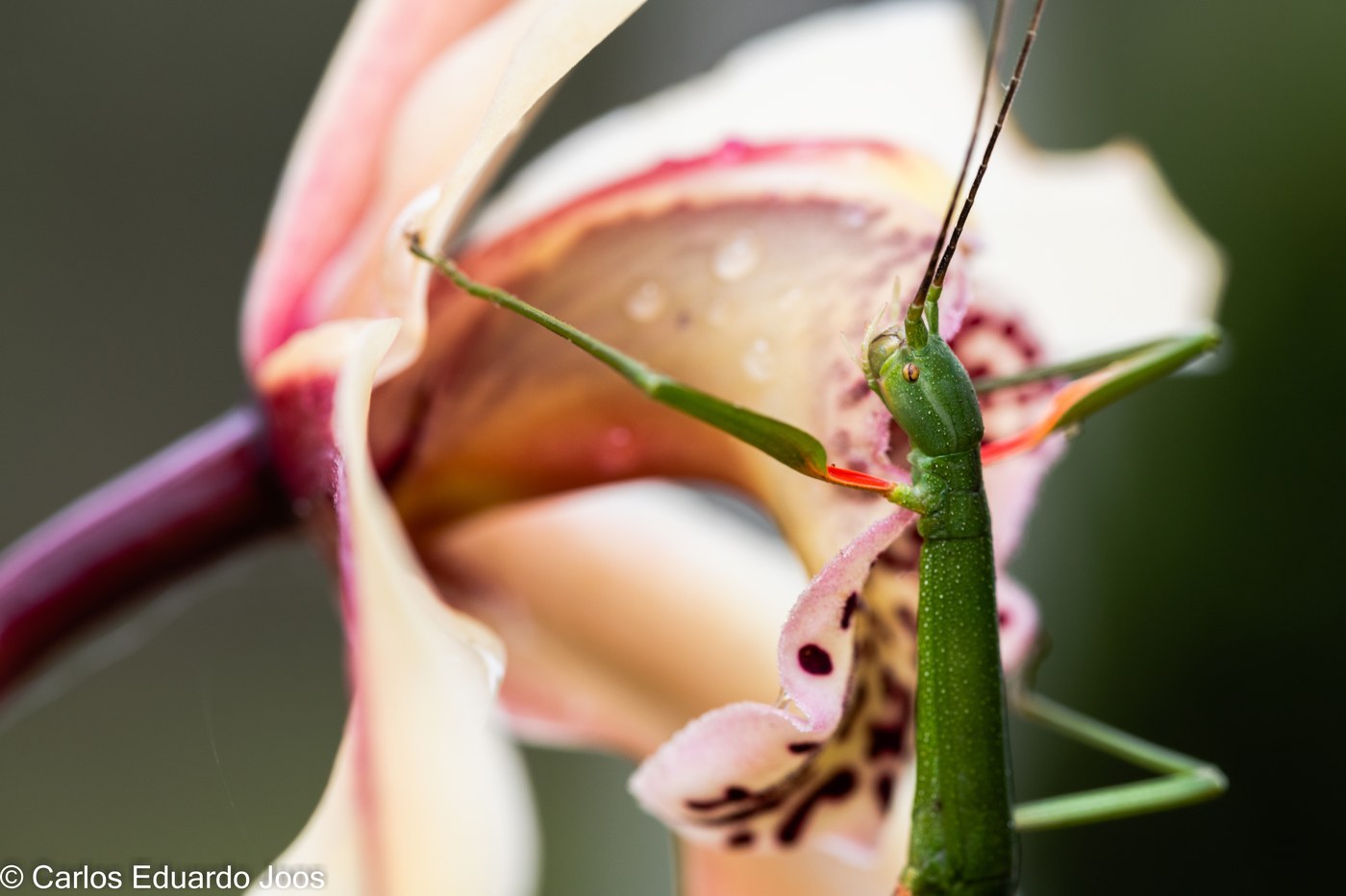 Northern Walkingstick