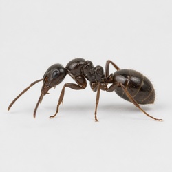 Odorous House Ant Identification Guide