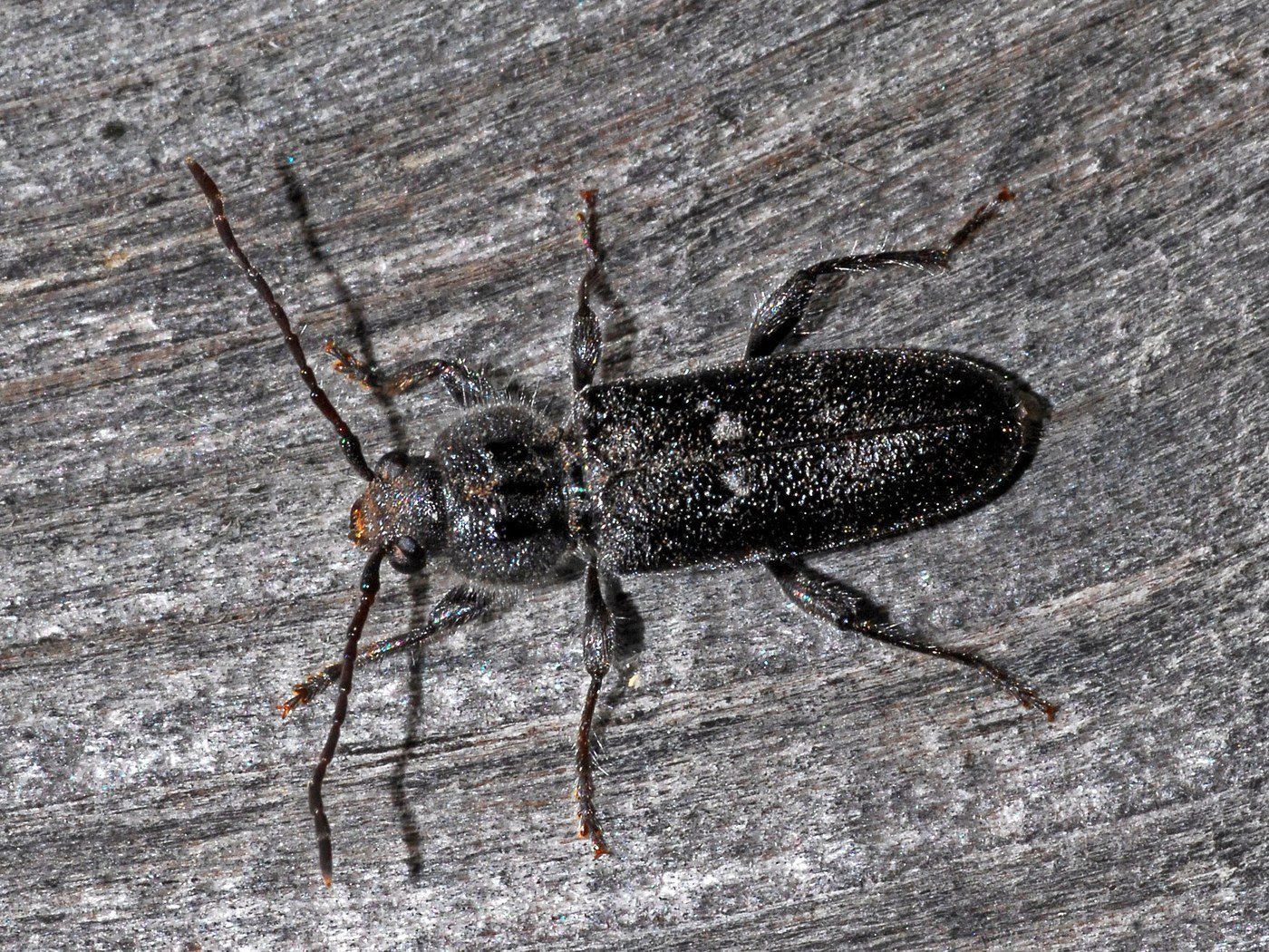 Old House Borer