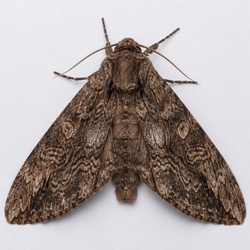 Old Lady Moth Identification Guide