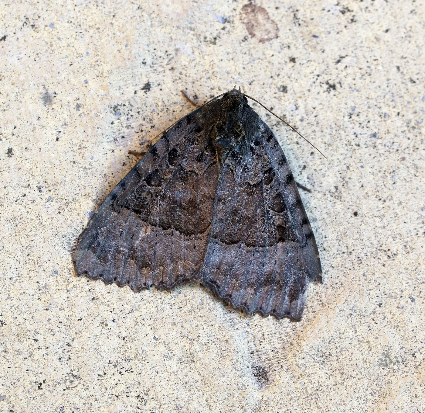 Old Lady Moth