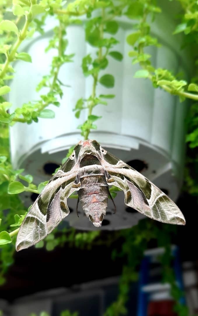 Oleander Hawk-Moth