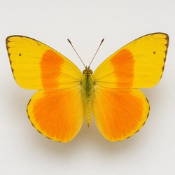 Orange-barred Sulphur Identification Guide