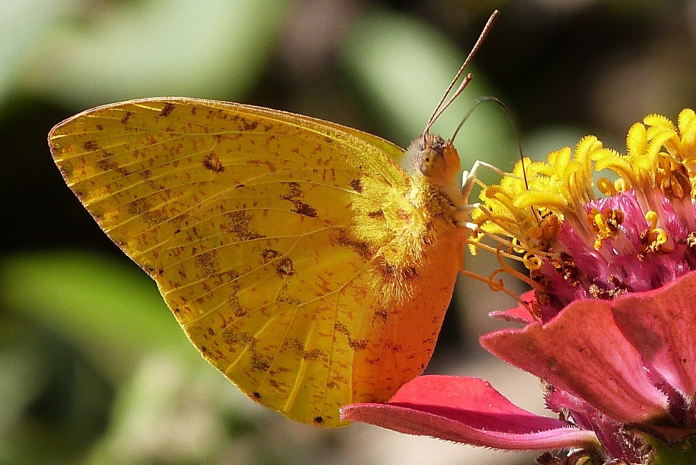 Orange-barred Sulphur
