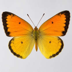 Orange Sulphur Identification Guide