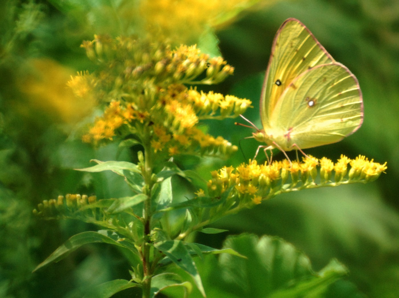 Orange Sulphur