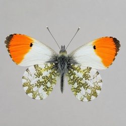 Orange Tip Identification Guide
