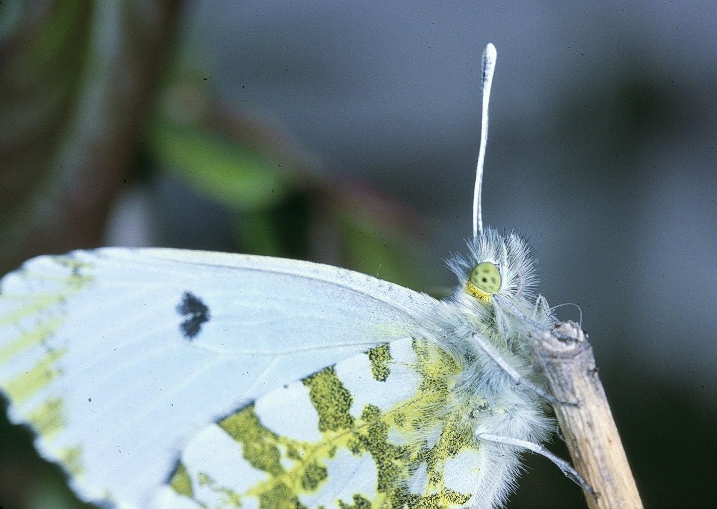 Orange Tip
