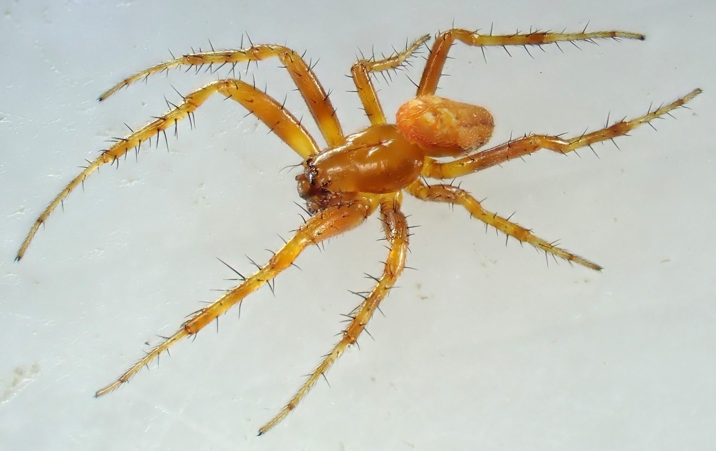 Orb Weaver Spider