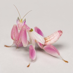 Orchid Mantis Identification Guide