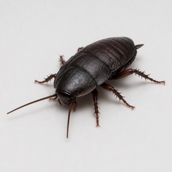 Oriental Cockroach Identification Guide