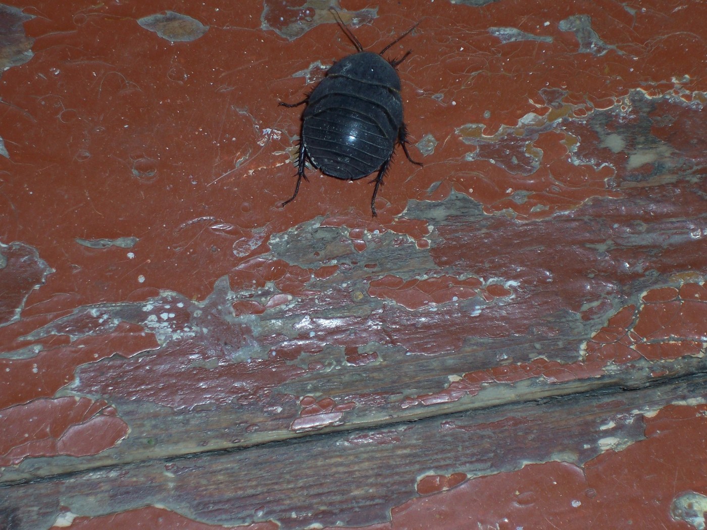 Oriental Cockroach