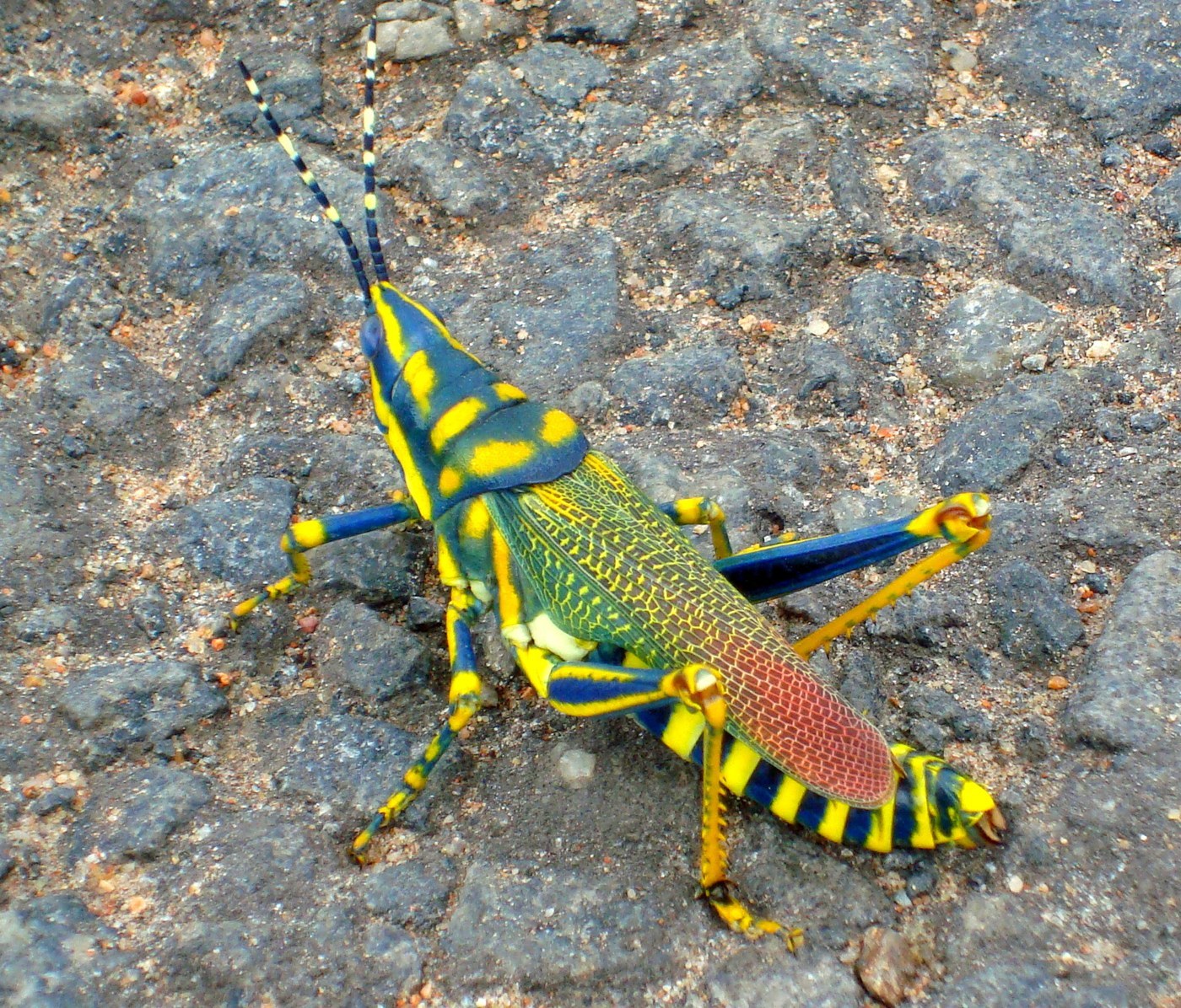 Painted Grasshopper