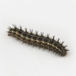 Painted Lady Caterpillar Identification Guide