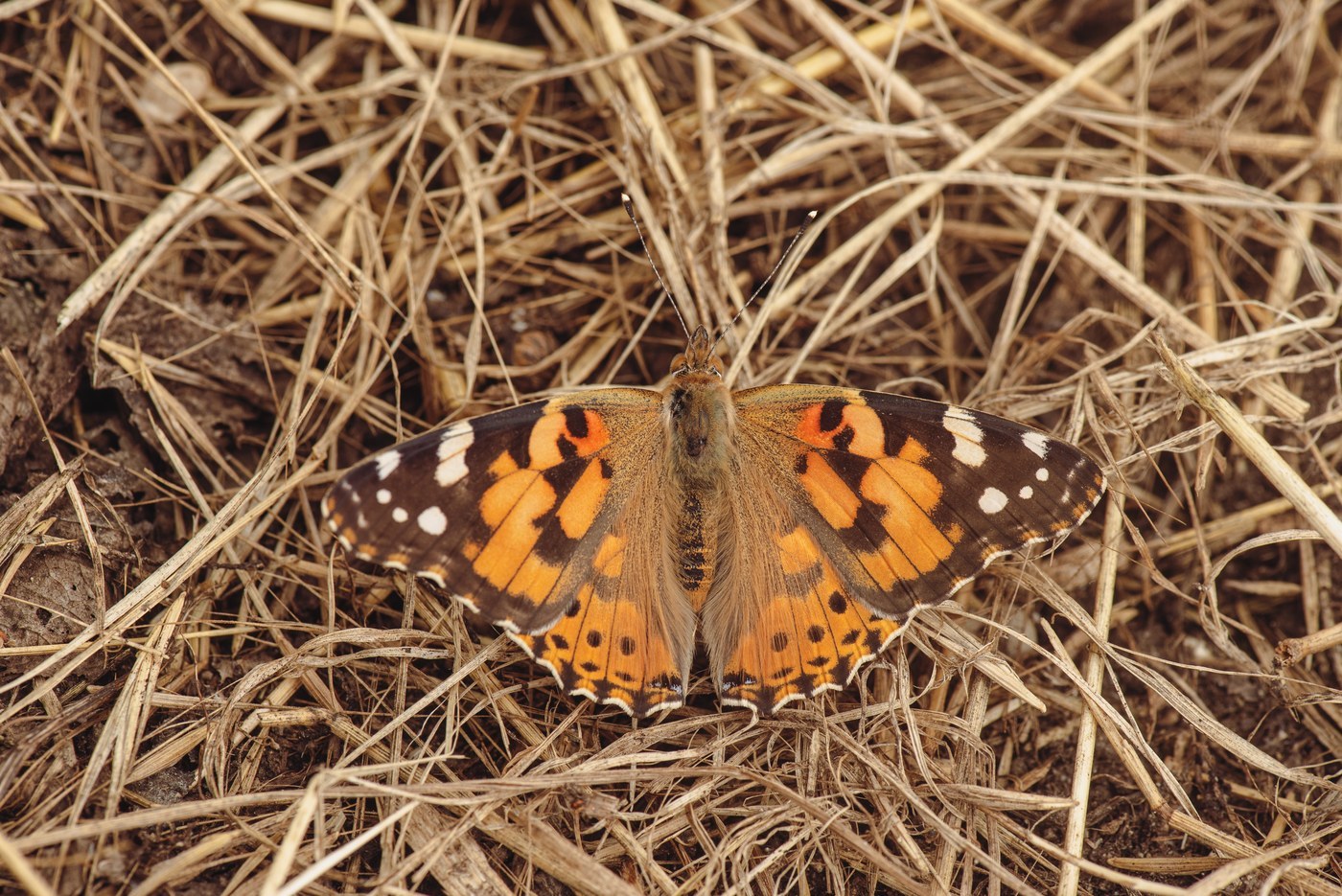 Painted Lady