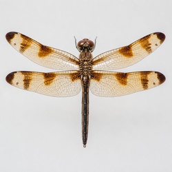 Painted Skimmer Identification Guide