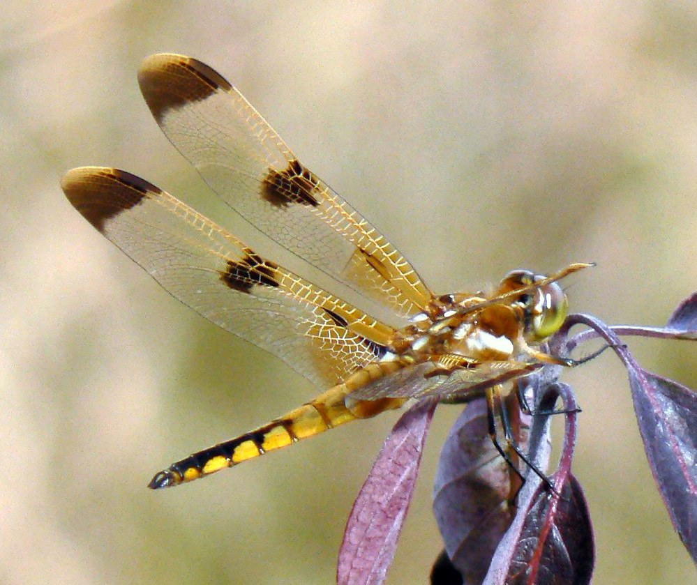 Painted Skimmer
