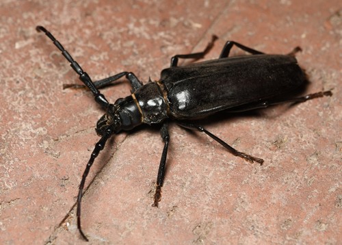 Palo Verde Beetle Identification Guide