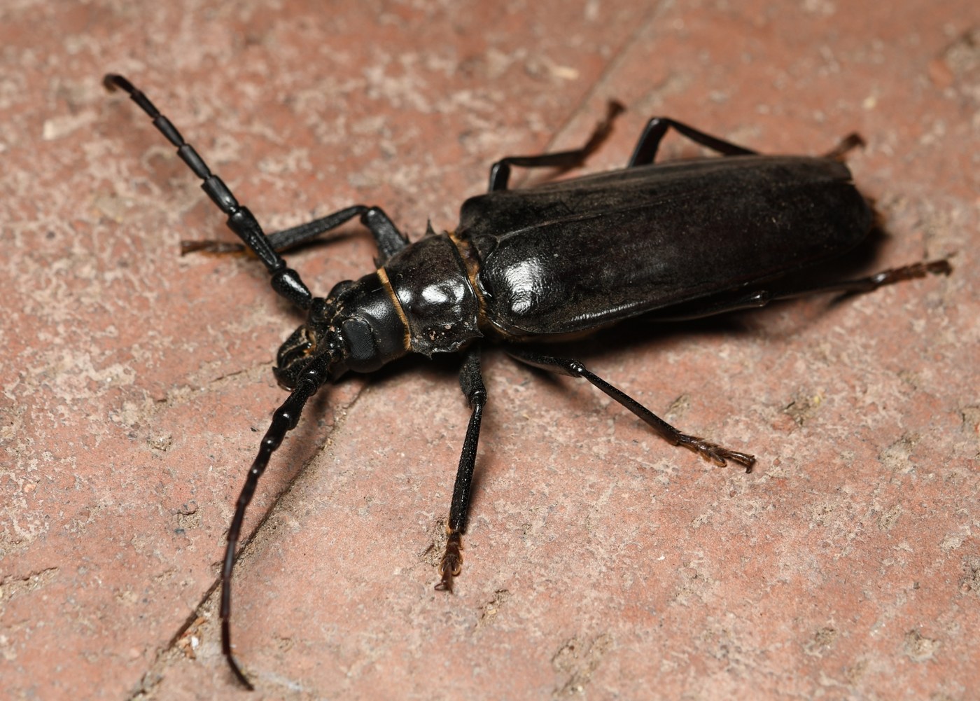 Palo Verde Beetle