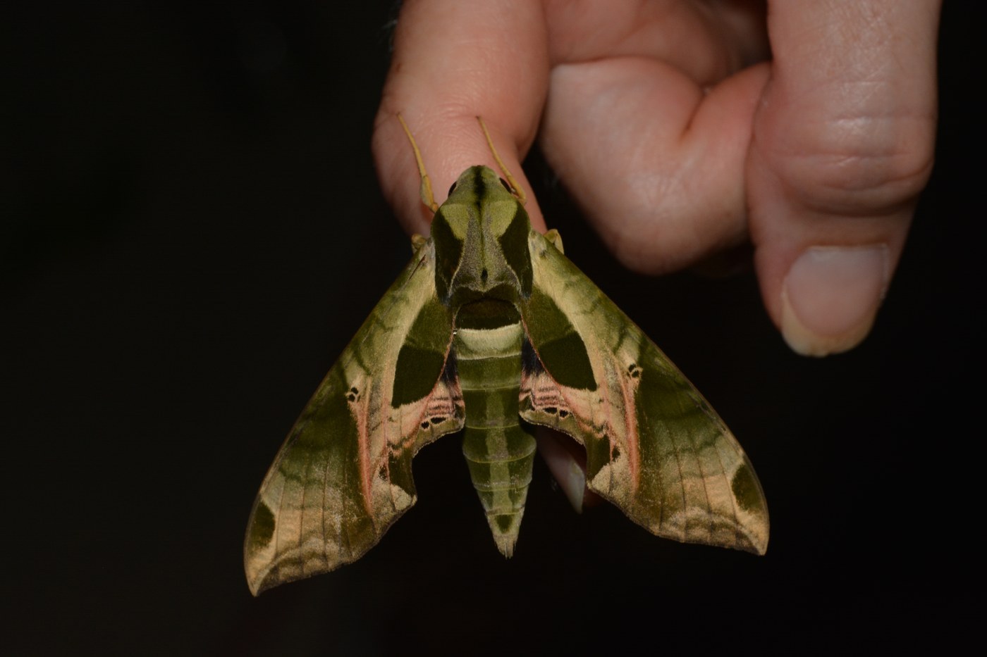 Pandora Sphinx Moth