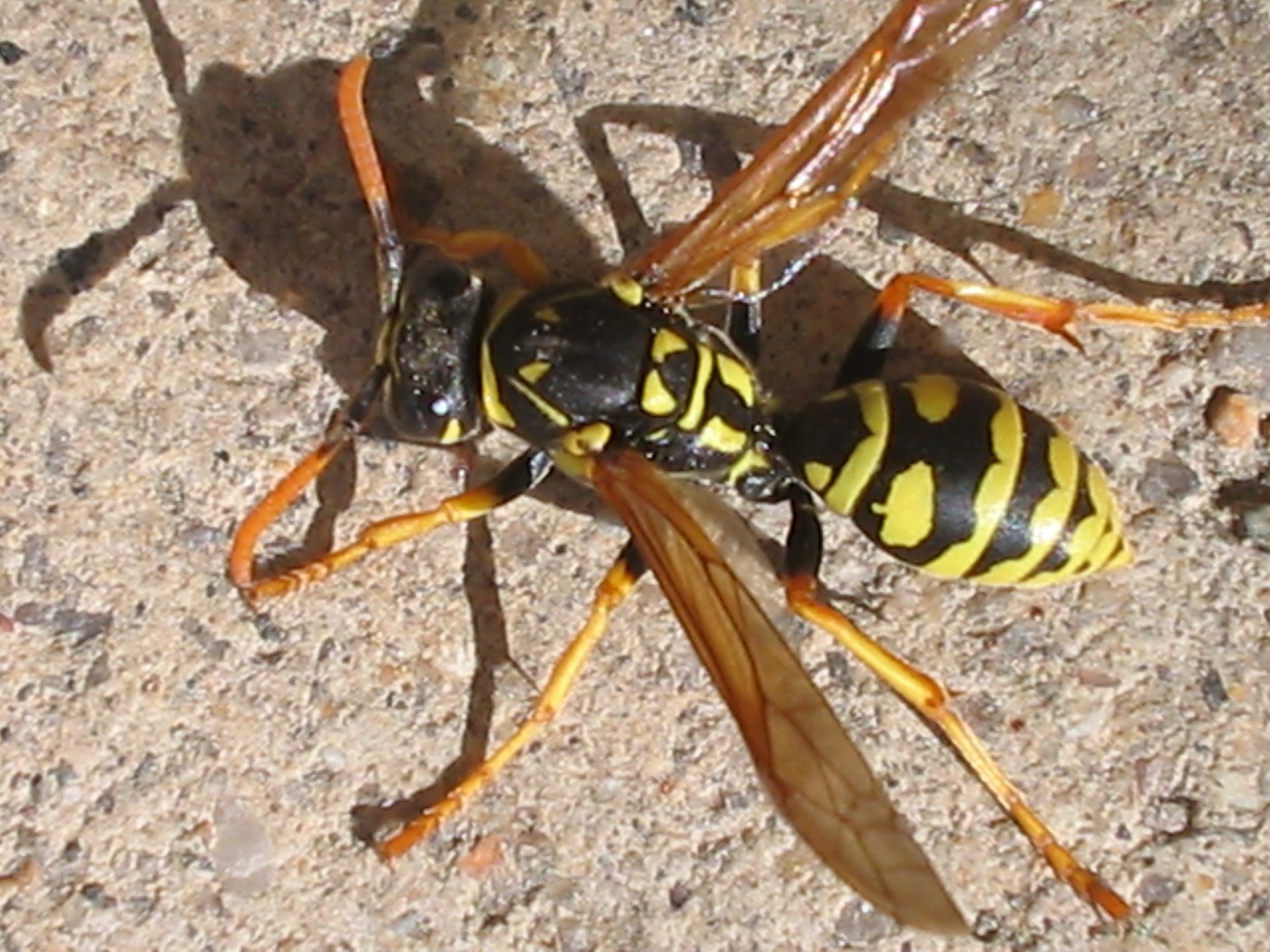 Paper Wasp