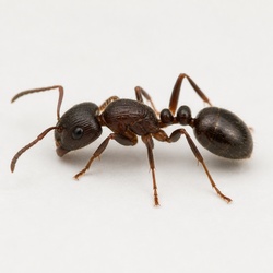 Pavement Ant Identification Guide