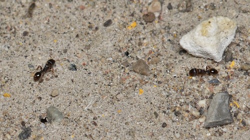 Pavement Ant Identification Guide
