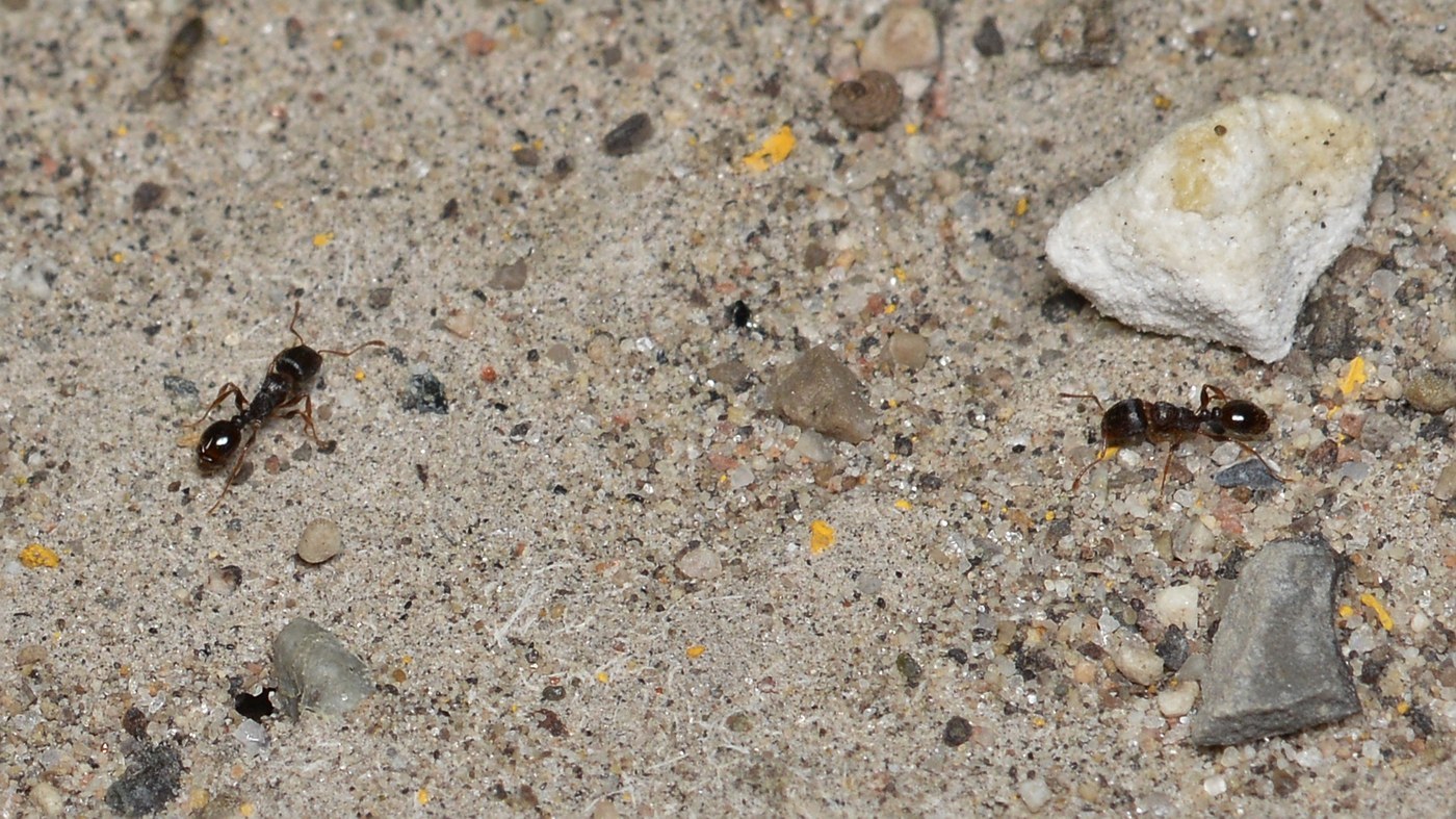 Pavement Ant