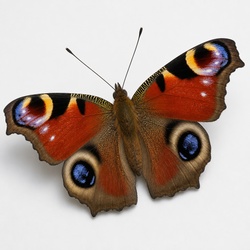 Peacock Butterfly Identification Guide