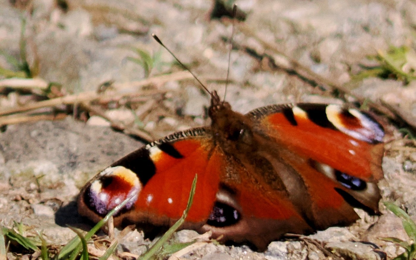 Peacock Butterfly