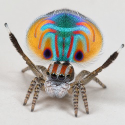 Peacock Spider Identification Guide