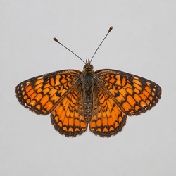Pearl Crescent Identification Guide