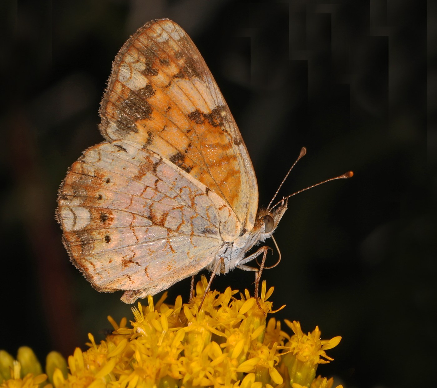 Pearl Crescent