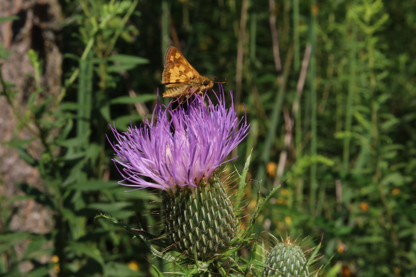 Peck's Skipper