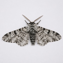 Peppered Moth Identification Guide