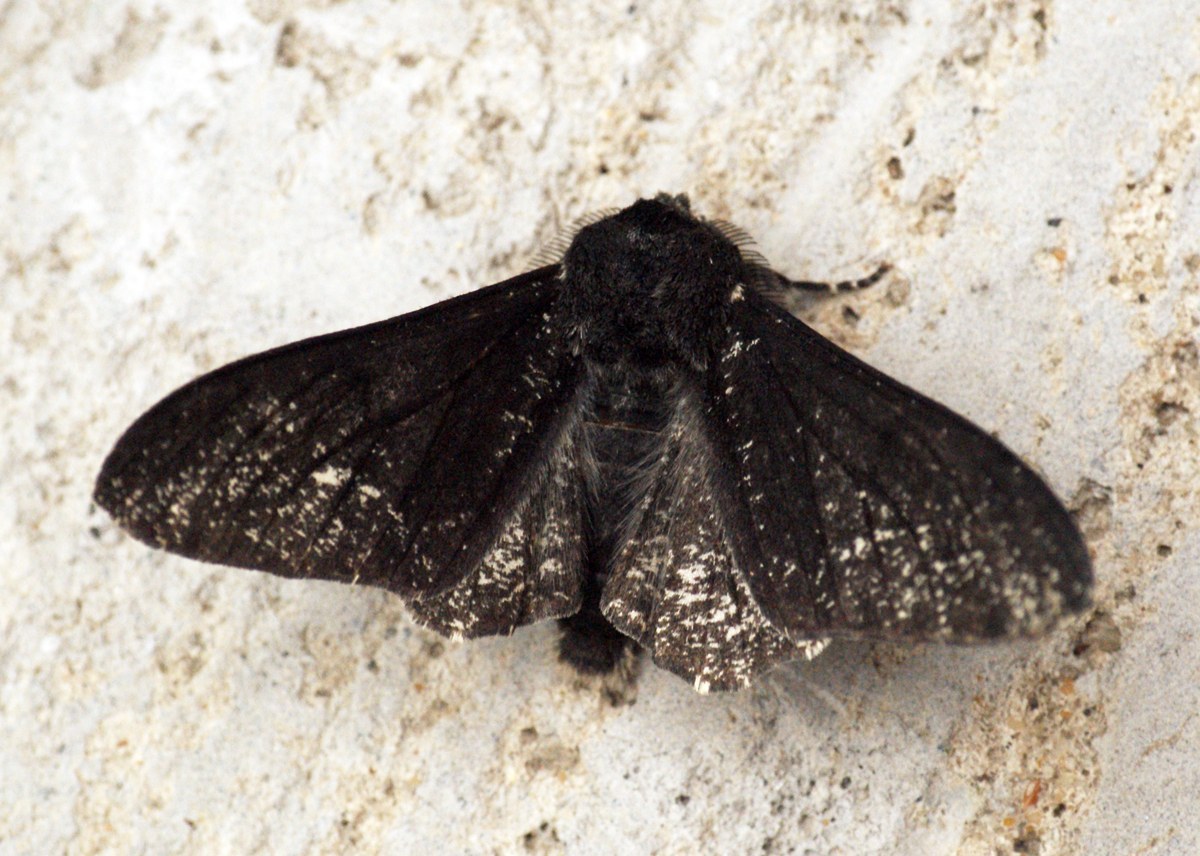 Peppered Moth