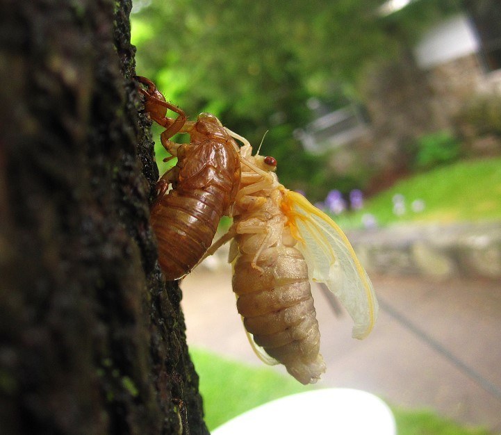Periodical Cicada