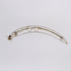 Phantom Midge Larva Identification Guide