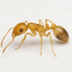 Pharaoh Ant Identification Guide