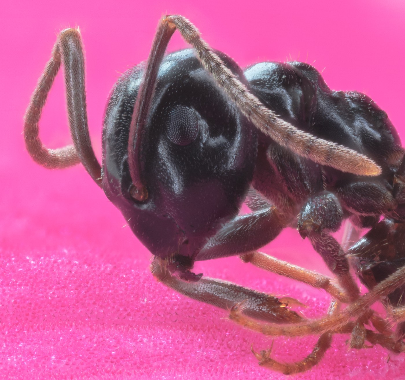 Pharaoh Ant