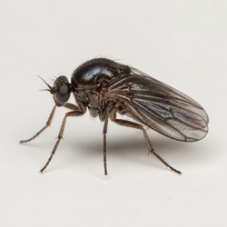 Phorid Fly Identification Guide